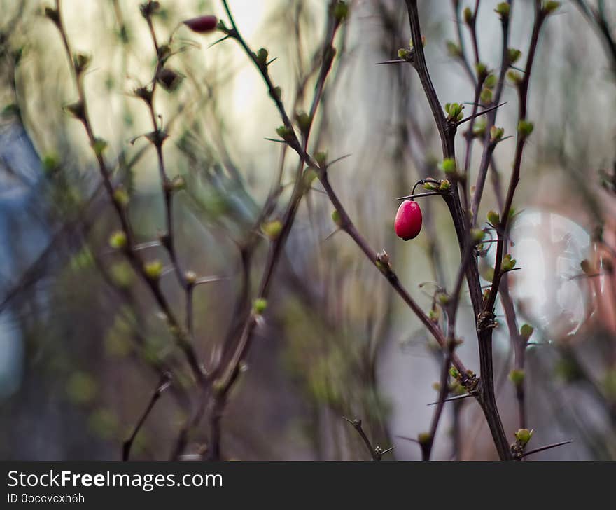 Barberry