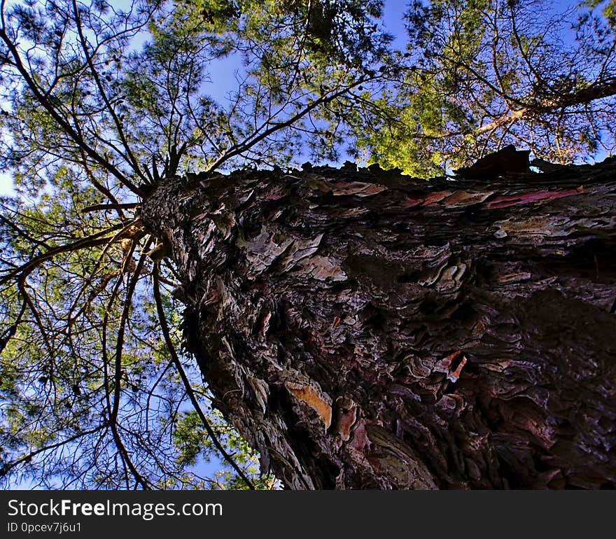 Looking up along tree trunk