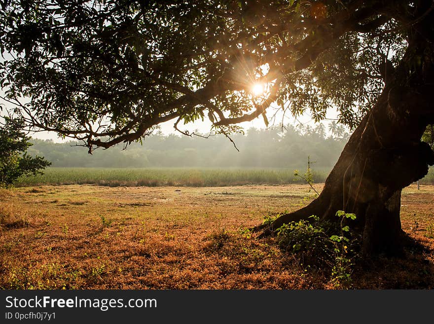 Big tree with fresh green leaves.