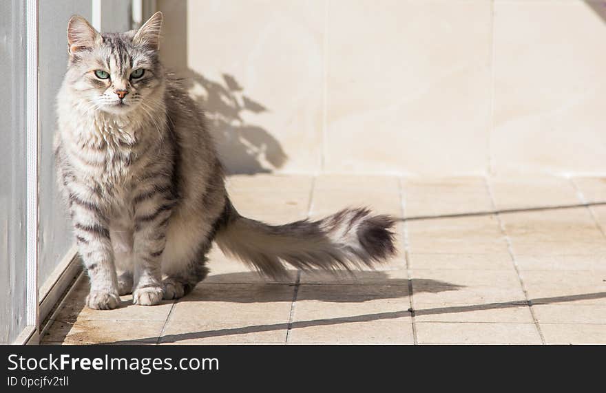 Beautiful pet of livestock in relax, siberian purebred cat