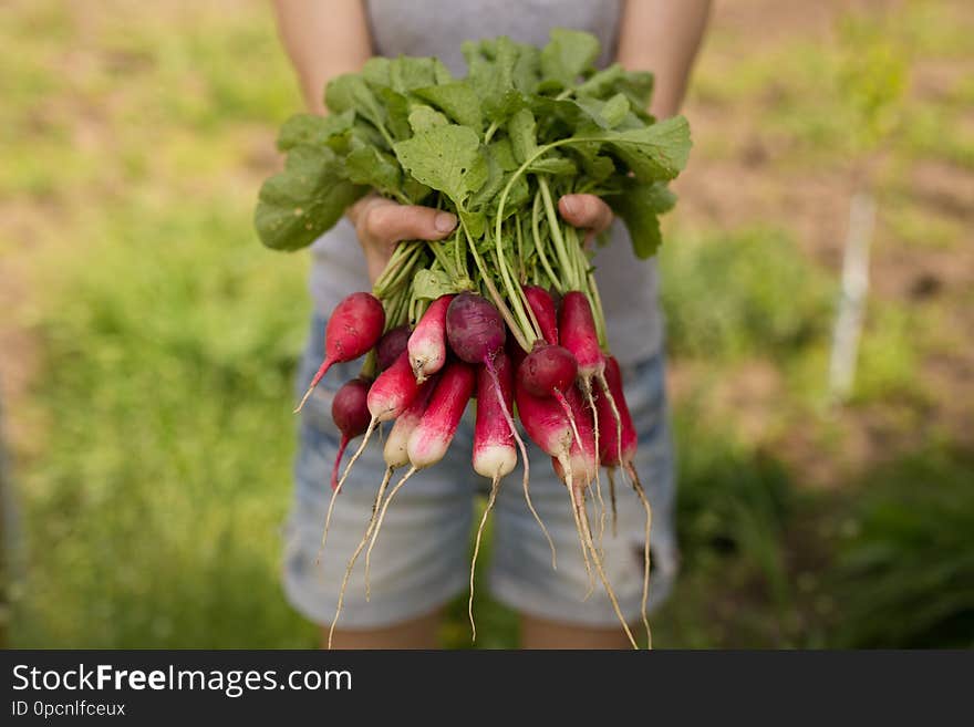 A fresh, spring, organic, red bunch of radishes with tops and green leaves. Fresh vegetables in hands. A fresh, spring, organic, red bunch of radishes with tops and green leaves. Fresh vegetables in hands.