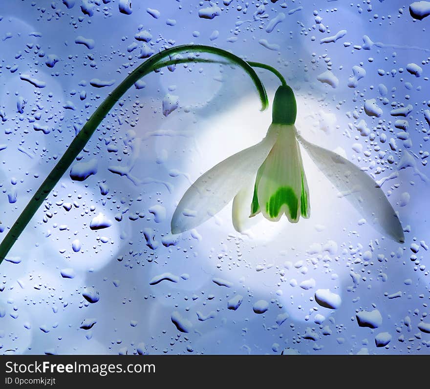 Snowdrops on rain drops background. Snowdrops on rain drops background