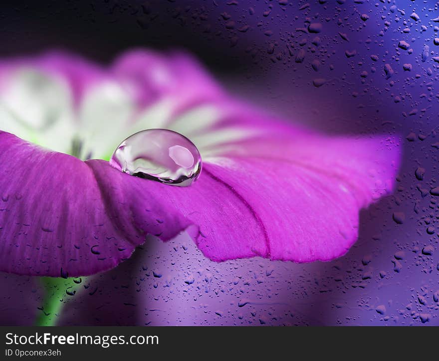 Blue flower with a dew drop. Blue flower with a dew drop