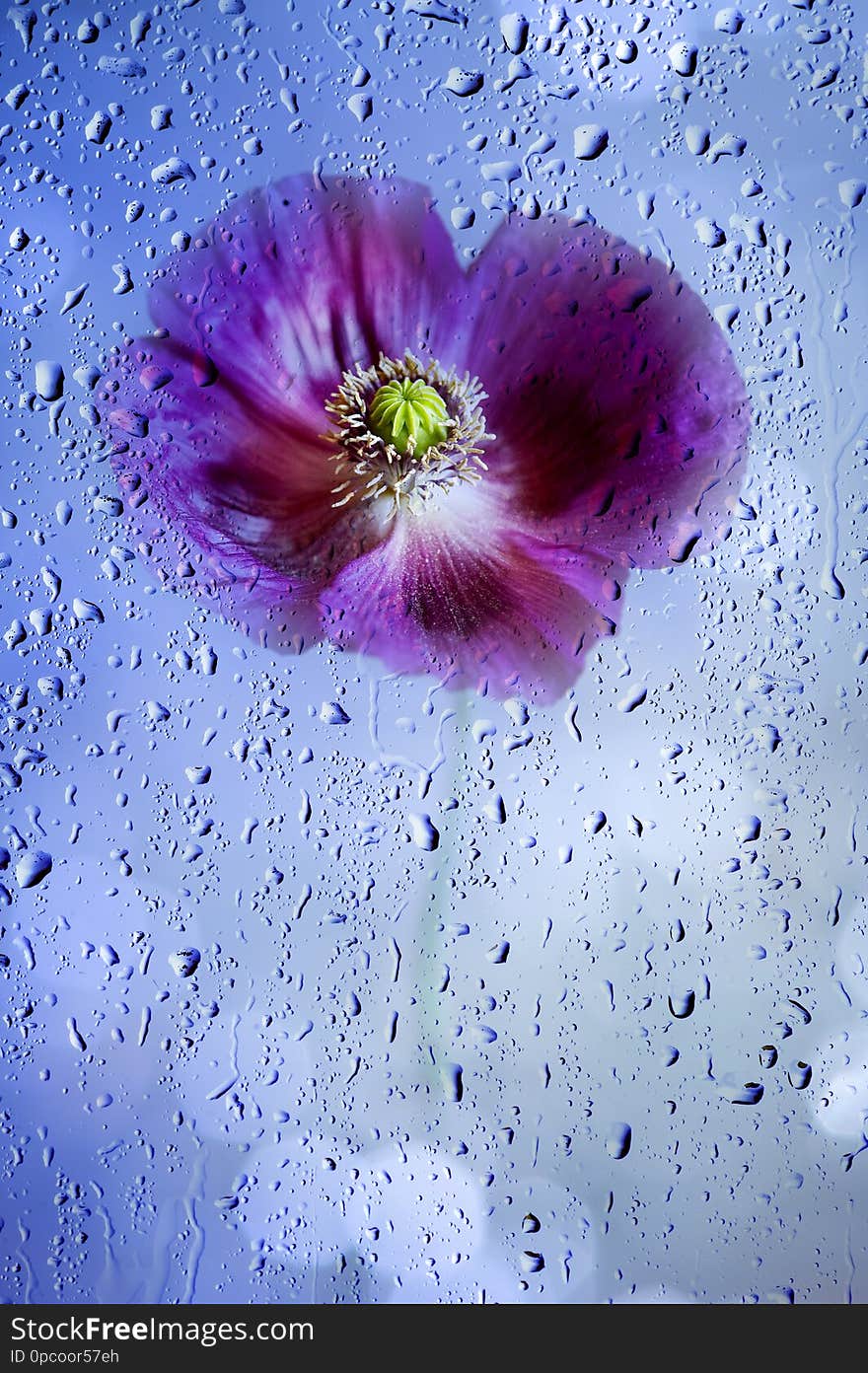 Poppy flower and light bokeh background with rain drops. Poppy flower and light bokeh background with rain drops