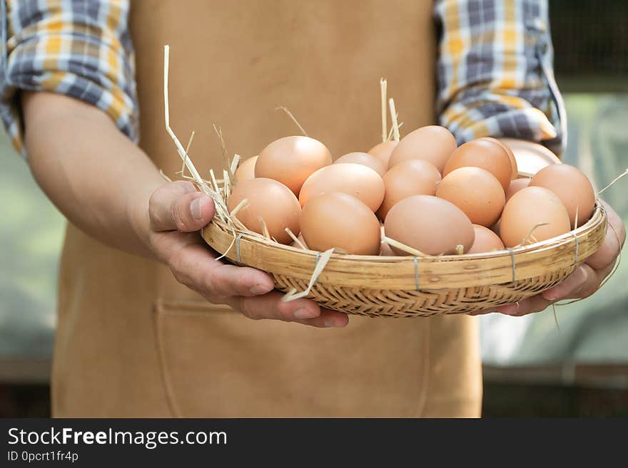 Young smart farmer wear plaid long sleeve shirt brown apron are holding fresh chicken eggs into basket at a chicken farm in him home area