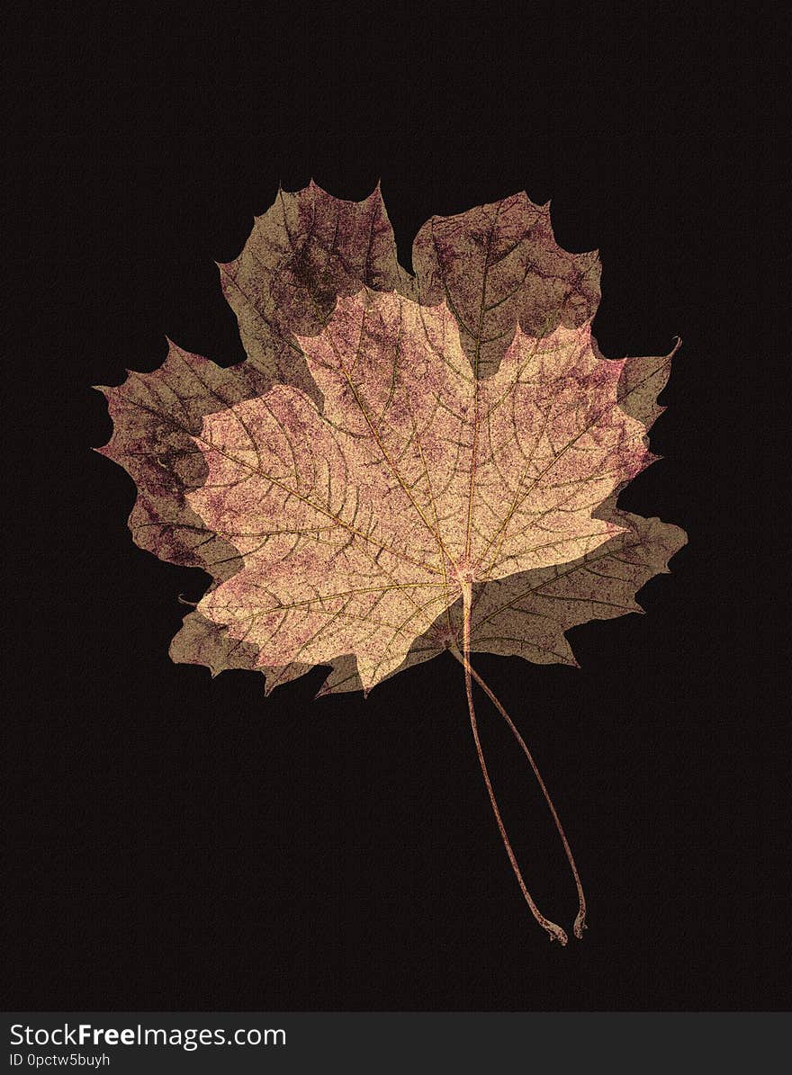 Two dried stylized detailized maple leaves on a black background. Two dried stylized detailized maple leaves on a black background