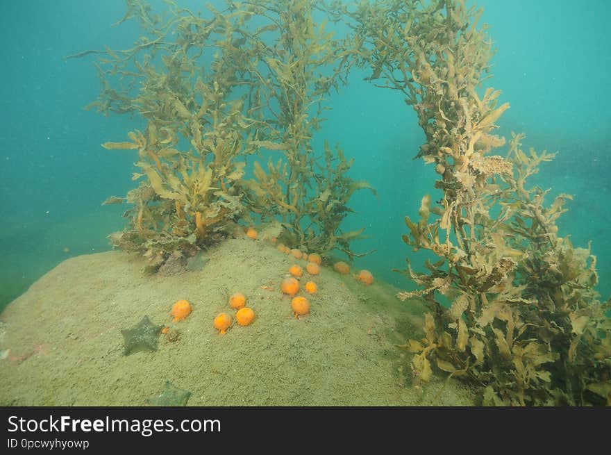 Globular yellow sponges and cushion sea stars on open surface of boulder covered with fine sediment with brows sea weeds around. Globular yellow sponges and cushion sea stars on open surface of boulder covered with fine sediment with brows sea weeds around