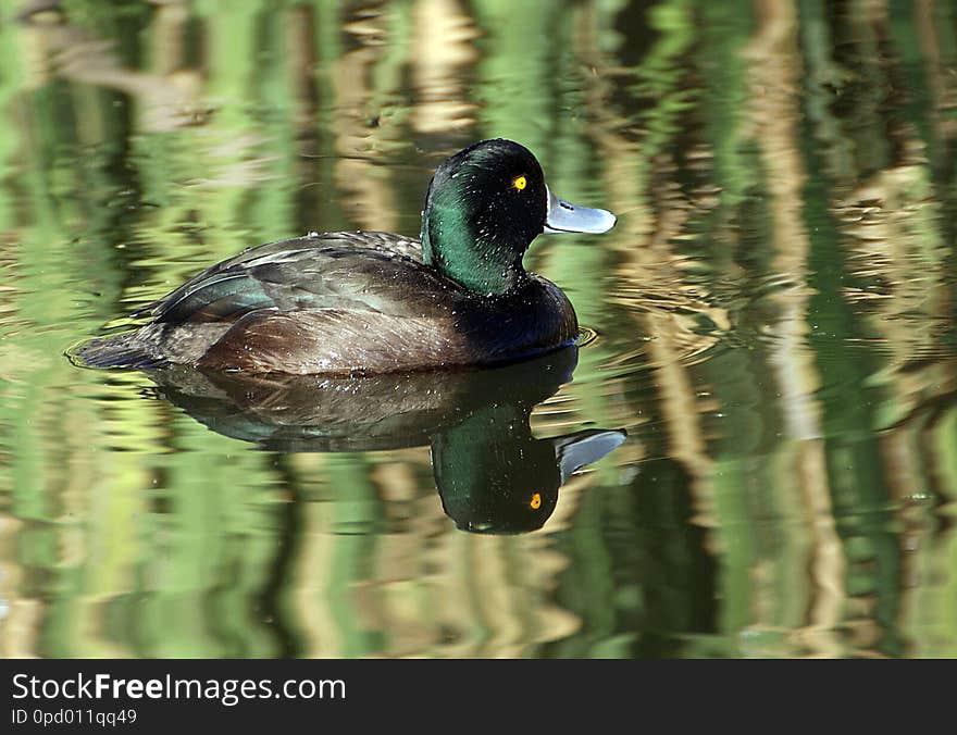 New Zealand scaup – pāpango The New Zealand scaup &#x28;Aythya novaeseelandiae&#x29; is a little diving duck with glossy dark-brown plumage. It was formerly known as the black teal. Its huge webbed feet are the secret behind its diving prowess. Scaup’s legs are set back on the body and splayed, which makes them good divers but clumsy on land. They swim about underwater to depths of 3 metres, feeding on aquatic plants, freshwater snails and other invertebrates. Among the smallest New Zealand ducks, scaup are around 40 centimetres long and weigh 650 grams. Males have yellow eyes, and a darker body than females. New Zealand scaup – pāpango The New Zealand scaup &#x28;Aythya novaeseelandiae&#x29; is a little diving duck with glossy dark-brown plumage. It was formerly known as the black teal. Its huge webbed feet are the secret behind its diving prowess. Scaup’s legs are set back on the body and splayed, which makes them good divers but clumsy on land. They swim about underwater to depths of 3 metres, feeding on aquatic plants, freshwater snails and other invertebrates. Among the smallest New Zealand ducks, scaup are around 40 centimetres long and weigh 650 grams. Males have yellow eyes, and a darker body than females.