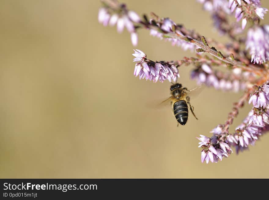 abeja volando