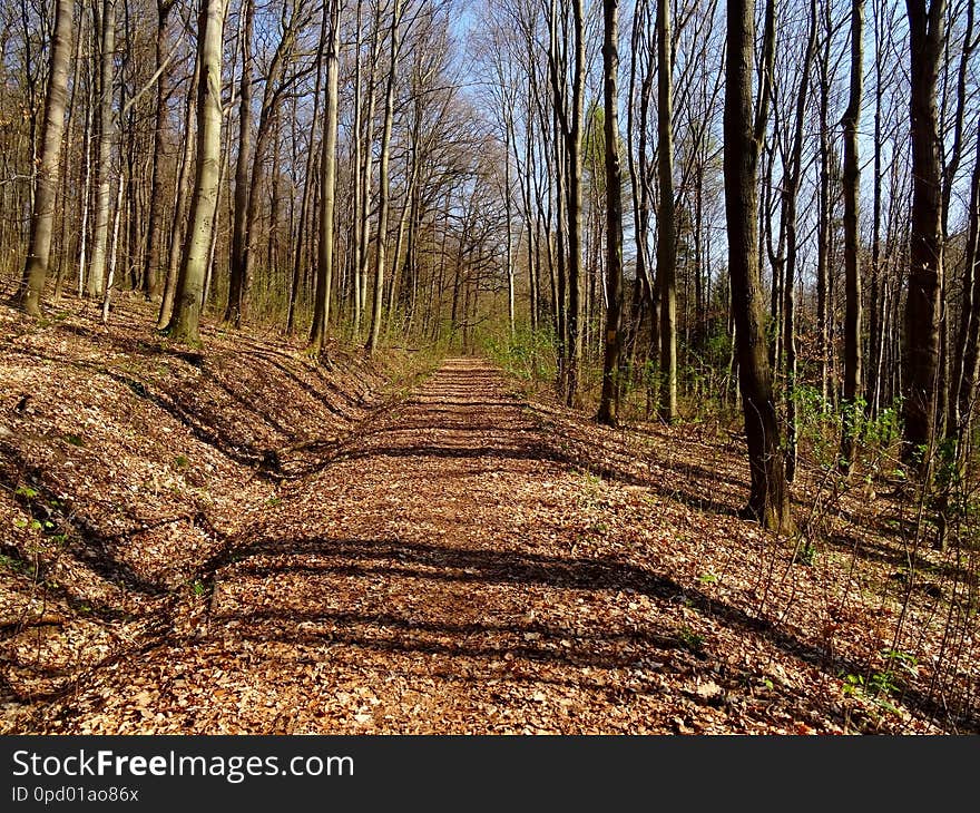 The Viehleite is an old path in the nature of Pirna. Before they cut even all trees there and had landslides. later is was a battleground for the training of the Royal Saxon Army, Path and for the Wehrmacht and NVA. They had blown up here munition. The forest has no diversity and a lot of important trees, streams, herbs. Conifers too less. No beds. No shrubbery. No herbs. Oaks and chestnuts are important for bigger animals and anywhere. Is a tree tall, strong and big it is being cut down and is rotting on the ground, that you can not have a joy of thick and very old trees, although they need lesser care and working time?It is not a forest. And you see even any squirrels here or other animals or their footprints. No birds even. No mice. The Viehleite is an old path in the nature of Pirna. Before they cut even all trees there and had landslides. later is was a battleground for the training of the Royal Saxon Army, Path and for the Wehrmacht and NVA. They had blown up here munition. The forest has no diversity and a lot of important trees, streams, herbs. Conifers too less. No beds. No shrubbery. No herbs. Oaks and chestnuts are important for bigger animals and anywhere. Is a tree tall, strong and big it is being cut down and is rotting on the ground, that you can not have a joy of thick and very old trees, although they need lesser care and working time?It is not a forest. And you see even any squirrels here or other animals or their footprints. No birds even. No mice.