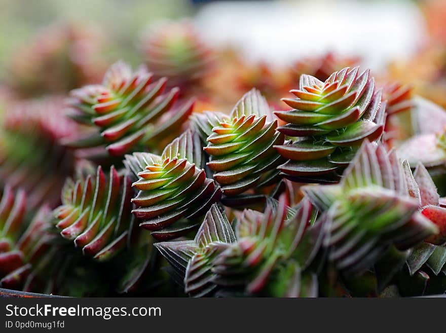 Succulent plants state is very beautiful.