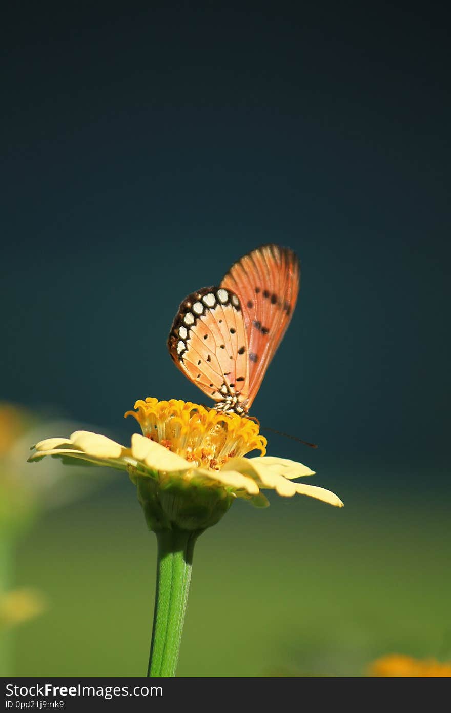 The Butterfly On A White Flower