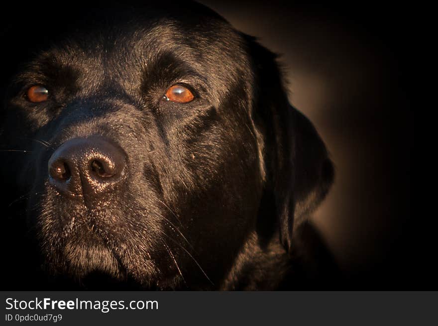 Black Labrador Portrait At Sunrise