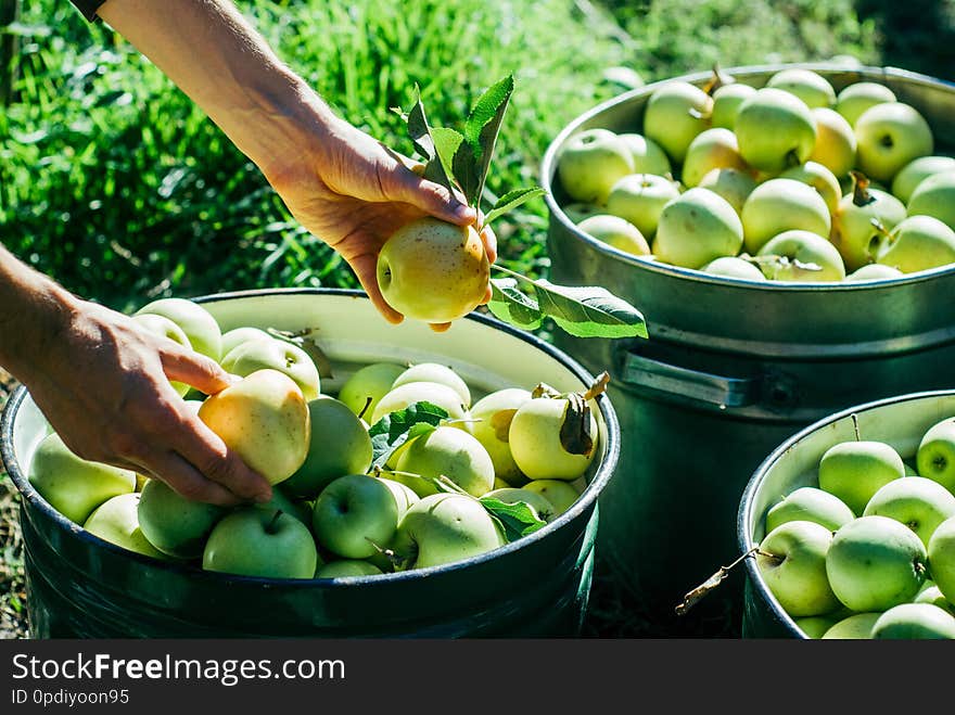 Picking apples in the garden