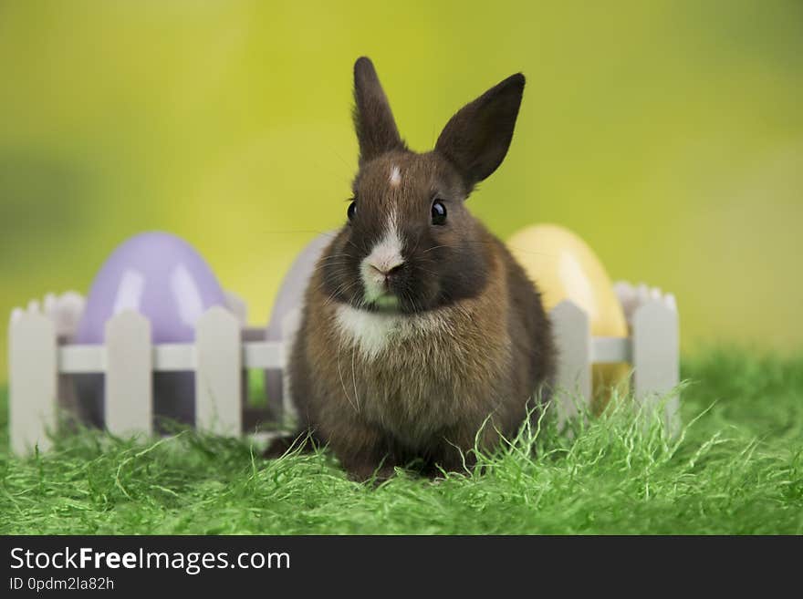 Happy easter, Baby bunny, rabbit and egg on green background. Happy easter, Baby bunny, rabbit and egg on green background