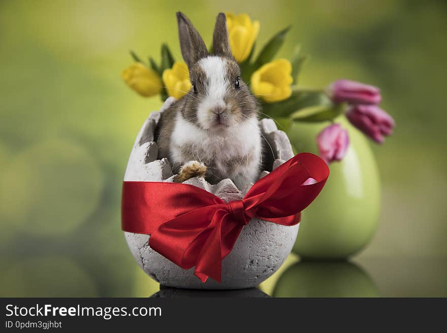 Baby bunny and egg on tulip flowers background