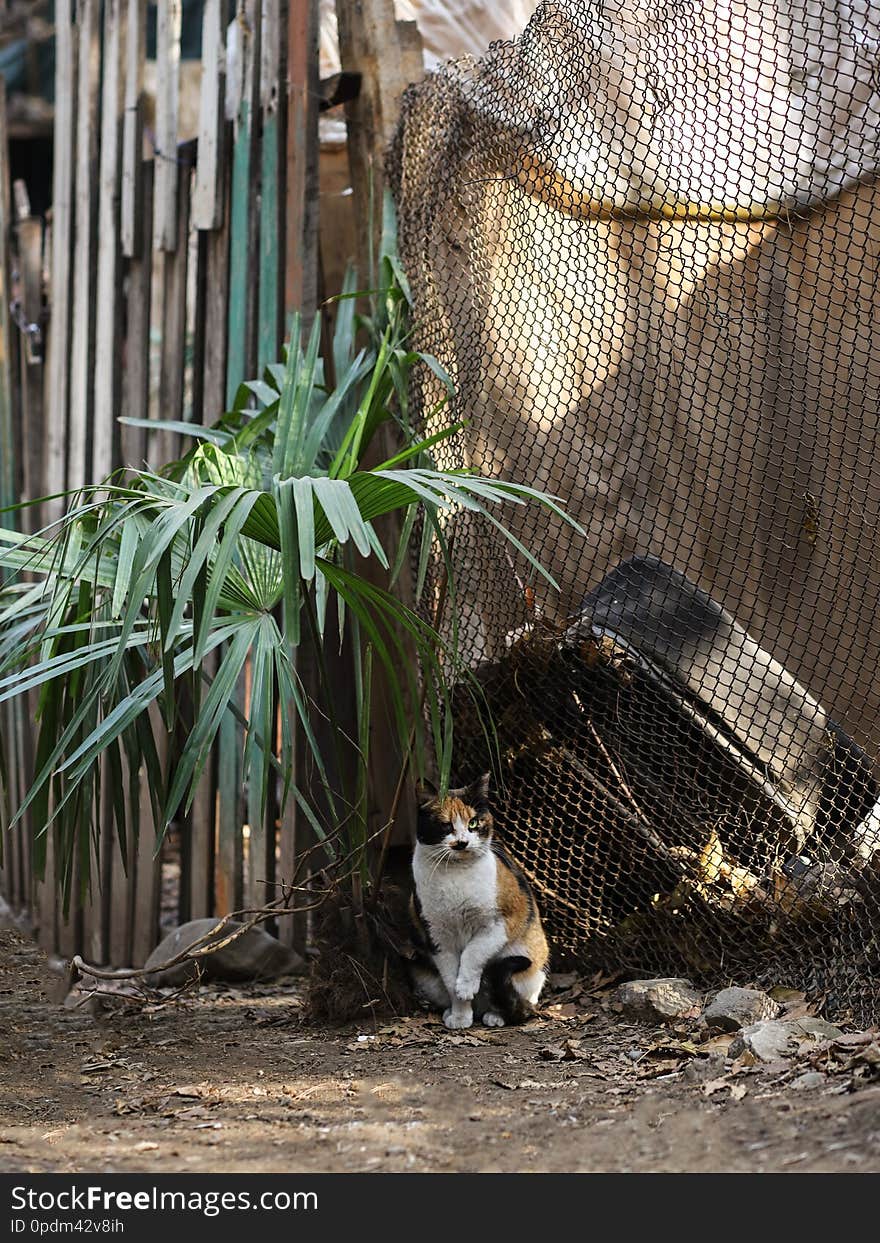 2019 Stray Cat Photographer new photo, cute street cat