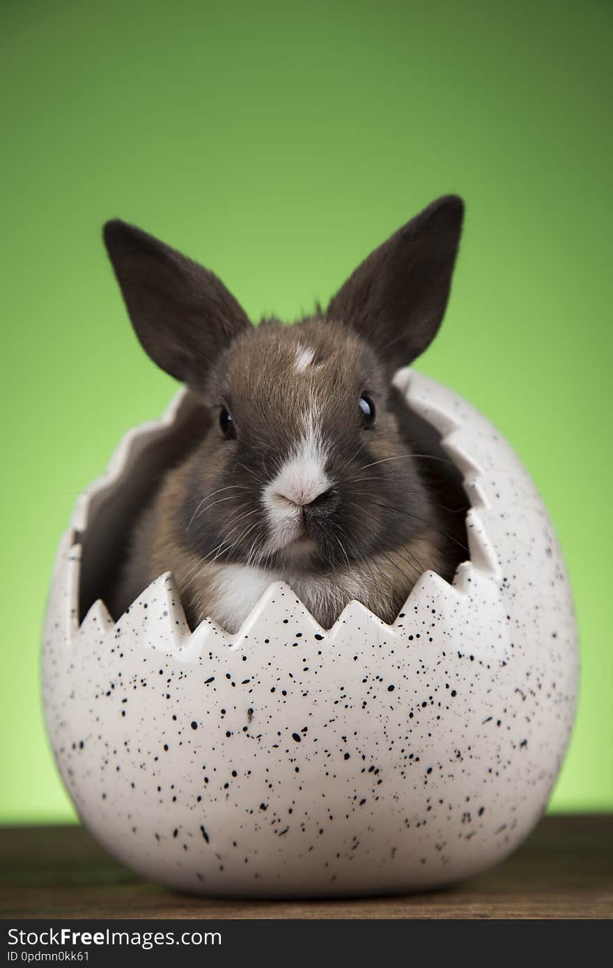 Bunny with Easter eggs on green background. Bunny with Easter eggs on green background