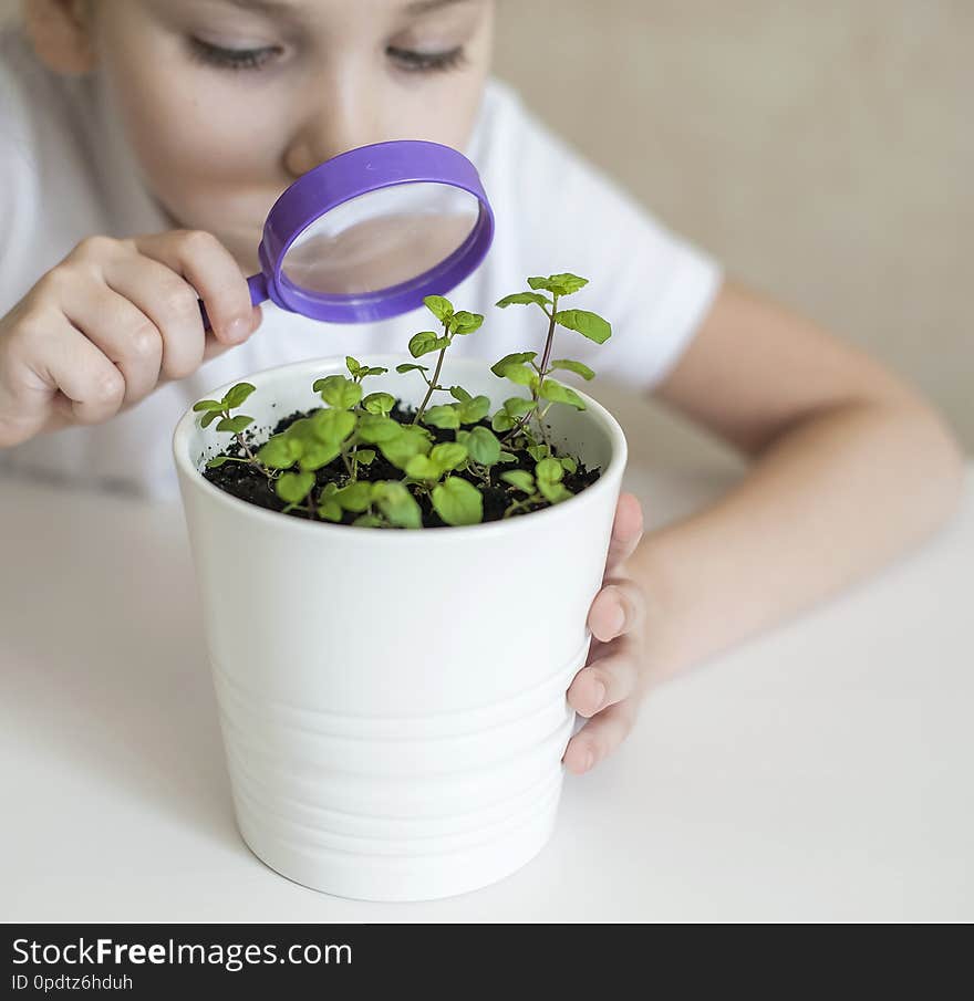 Young girl studies small plant in elementary science class. Child holding magnifying glass. Caring for a new life