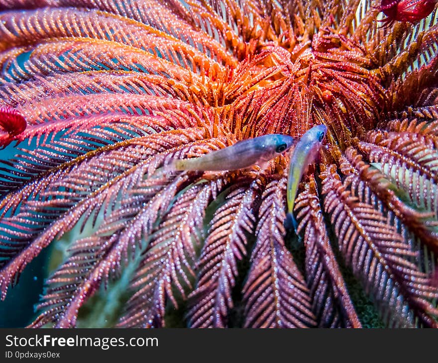 Underwater Crinoid - Feather Star With Two Small Fishes. Marin Life Of Coral Reef