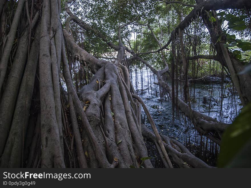 Mangrove forest in the mouth of the river