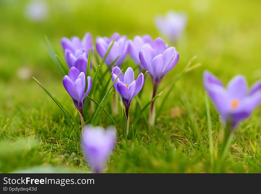 Close-up photo of wonderful blooming crocus flowers in fresh green grass with sunny background