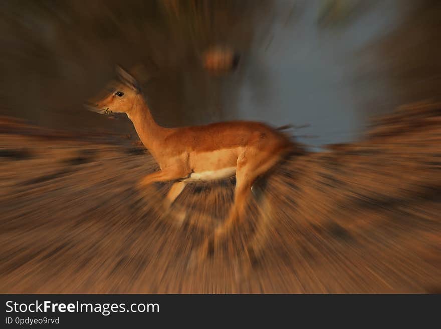 Image of a partially focused Impala sprinting with a zoom blur effect added. Image of a partially focused Impala sprinting with a zoom blur effect added.