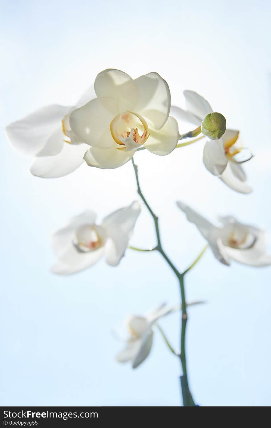 White orchids on sun light, the green bud, a new flower, a butterfly, macro, Phalaenopsis, Doritis, Grafia, Kingidium, Kingiella