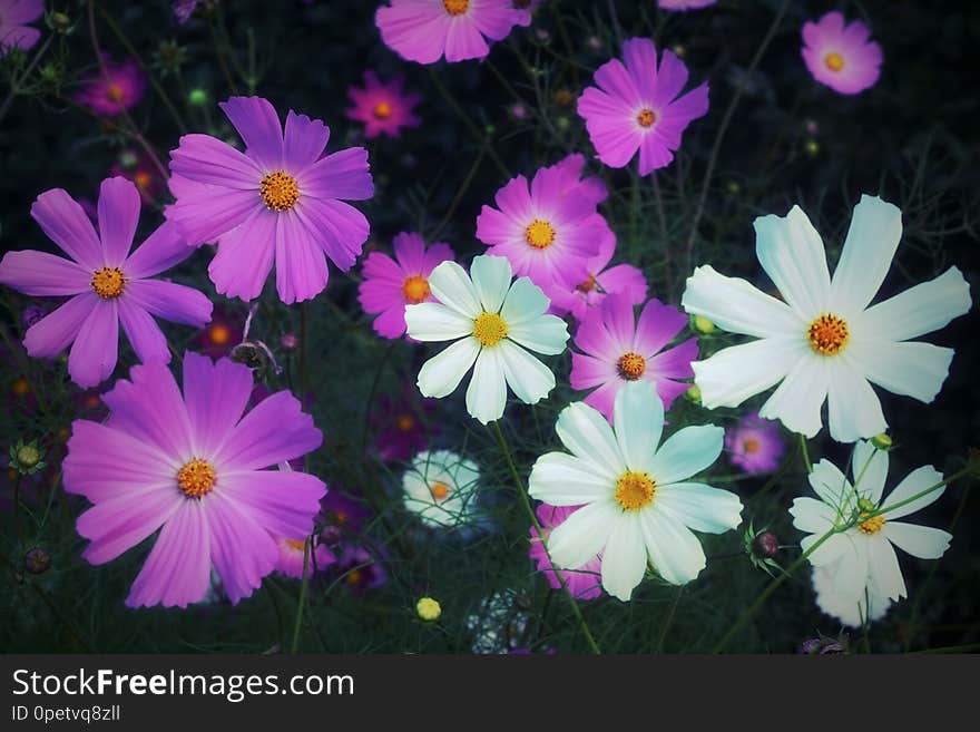 Spring Summer Background Pink White Flowers Cosmos In The Garden