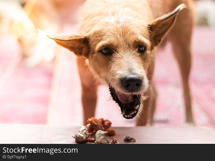 Old dog is eating the food around with sun light effected