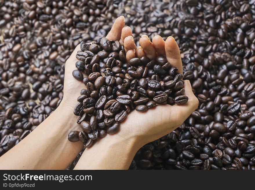 Closeup of woman hands holding fresh roasted coffee beans