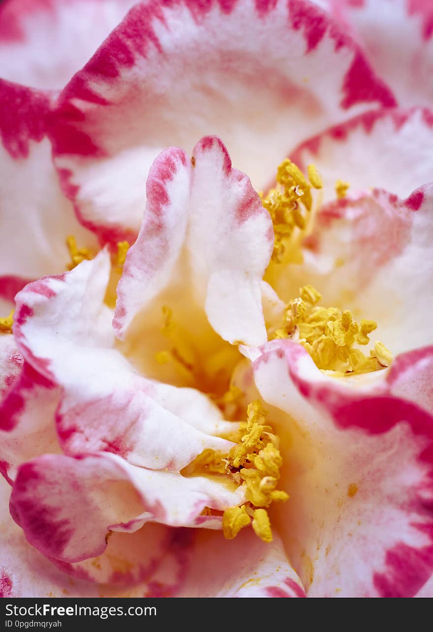 Background of pink and white petals with ocher and yellow tones