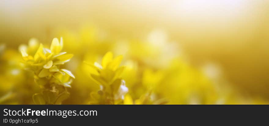 Out of focus. Nature view of yellow leaf in garden. Natural yellow plants landscape using as a background or wallpaper concept