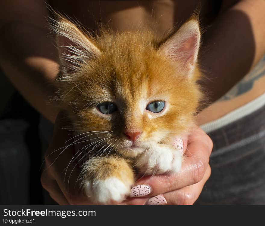 Striped funny red kitten with blue eyes and white paws close-up. Hands hostess hold tight kitten. Animal theme for children.