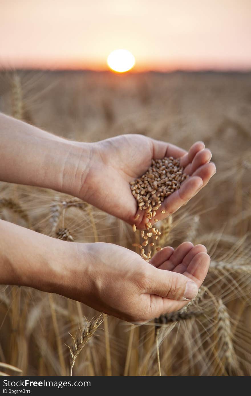 Man pours wheat from hand to hand on the background of wheat field