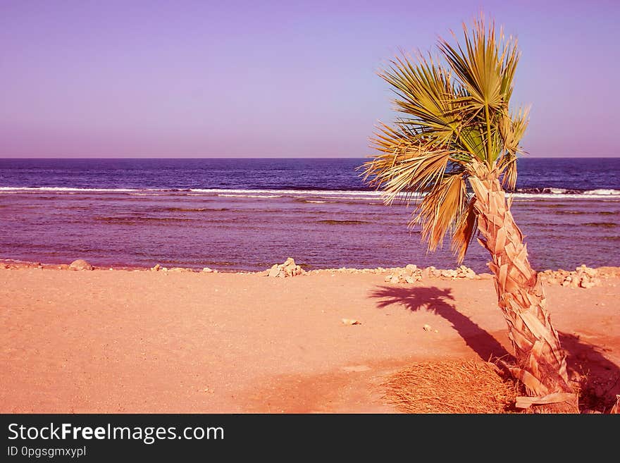 Beautiful palm tree on the sea shore background