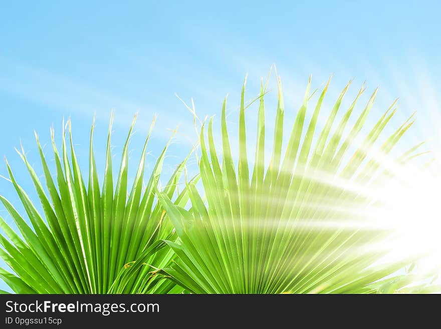 A Beautiful palm tree on the sea shore background