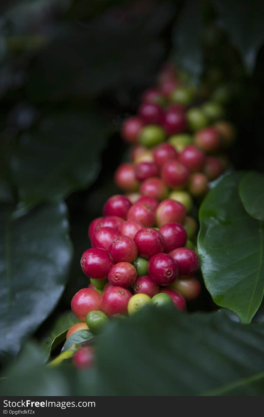 Red cherry Arabica coffee bean at at hill tribe village in northern part of Thailand. Arabica beans are grown in northern Thailand and robusta beans in the south. Red cherry Arabica coffee bean at at hill tribe village in northern part of Thailand. Arabica beans are grown in northern Thailand and robusta beans in the south.