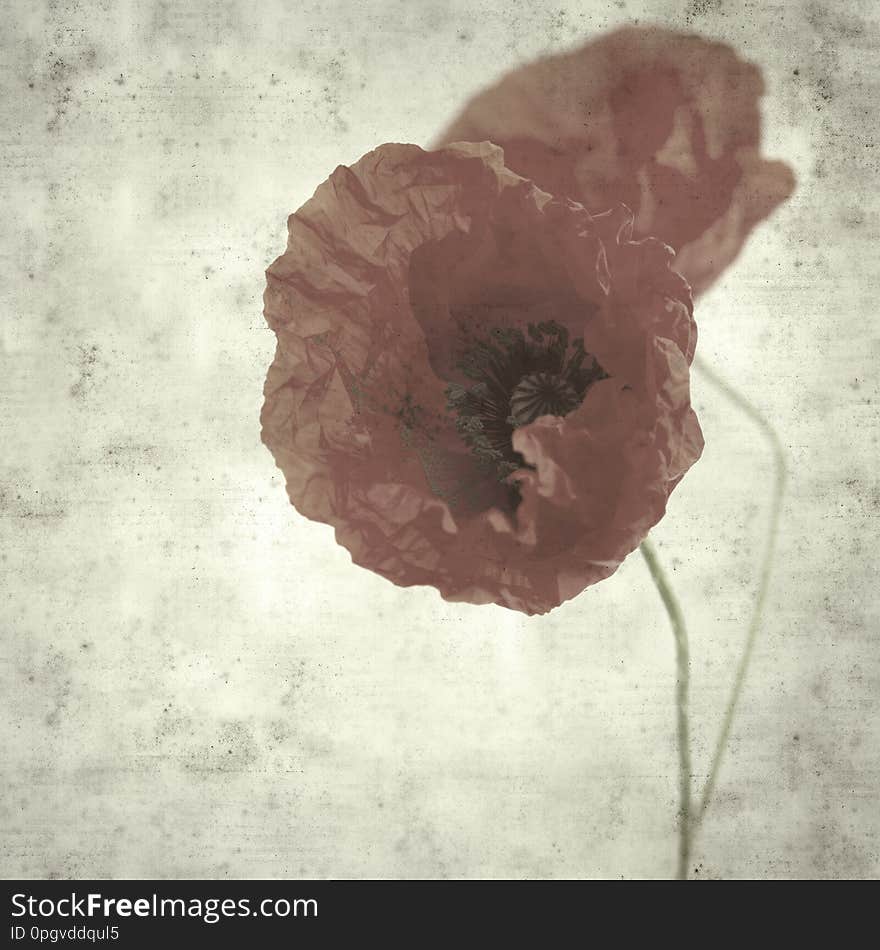 Textured stylish old paper background, square, with red poppy