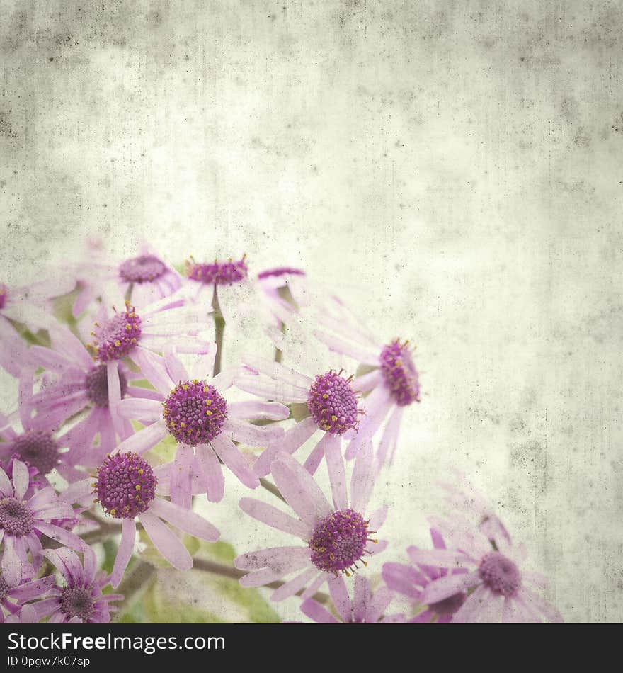 Textured stylish old paper background, square, with abundant flowering of Pericallis webbii