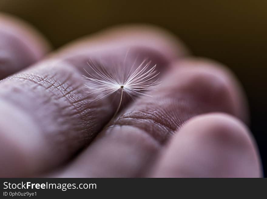 Dandelion flower seed