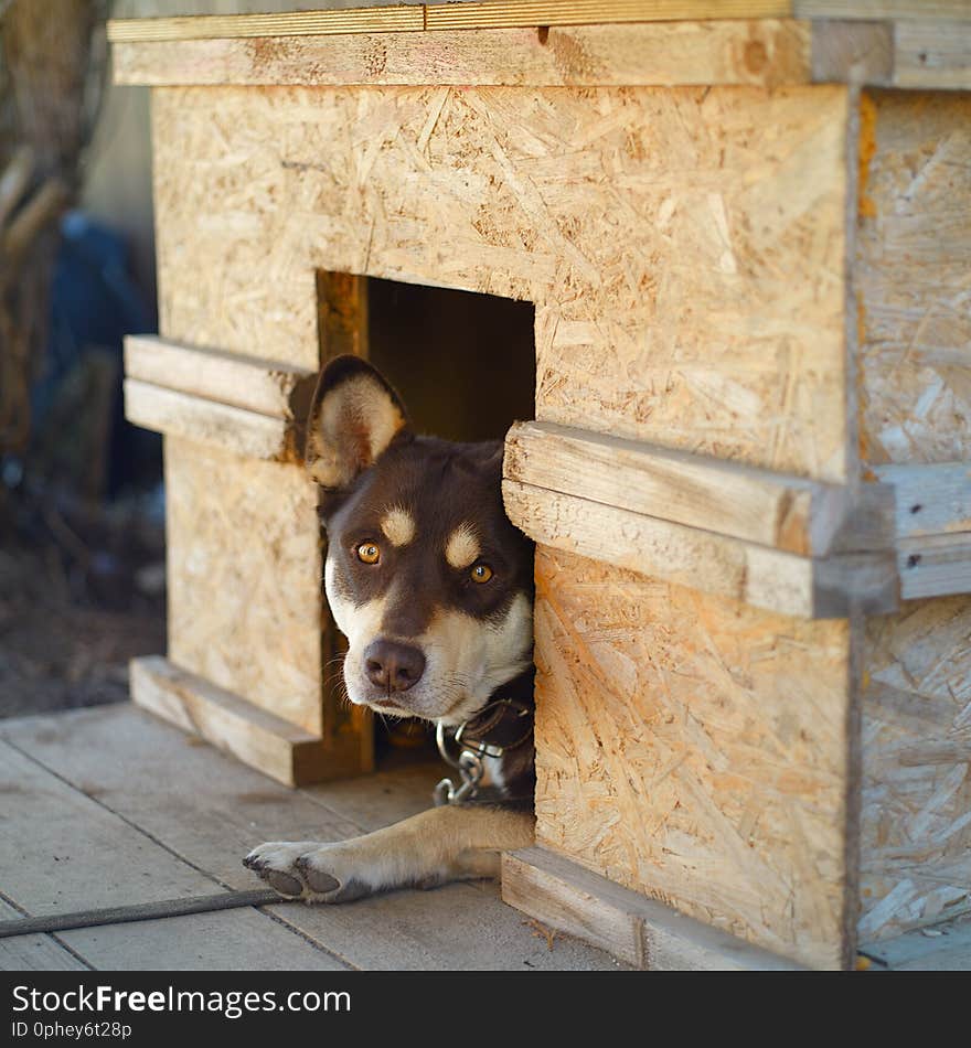 Dog Peeping Out Of His Kennel