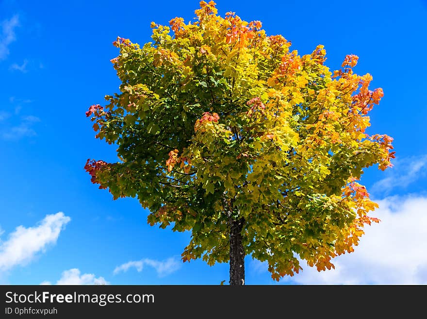 Colorful tree in autumn season