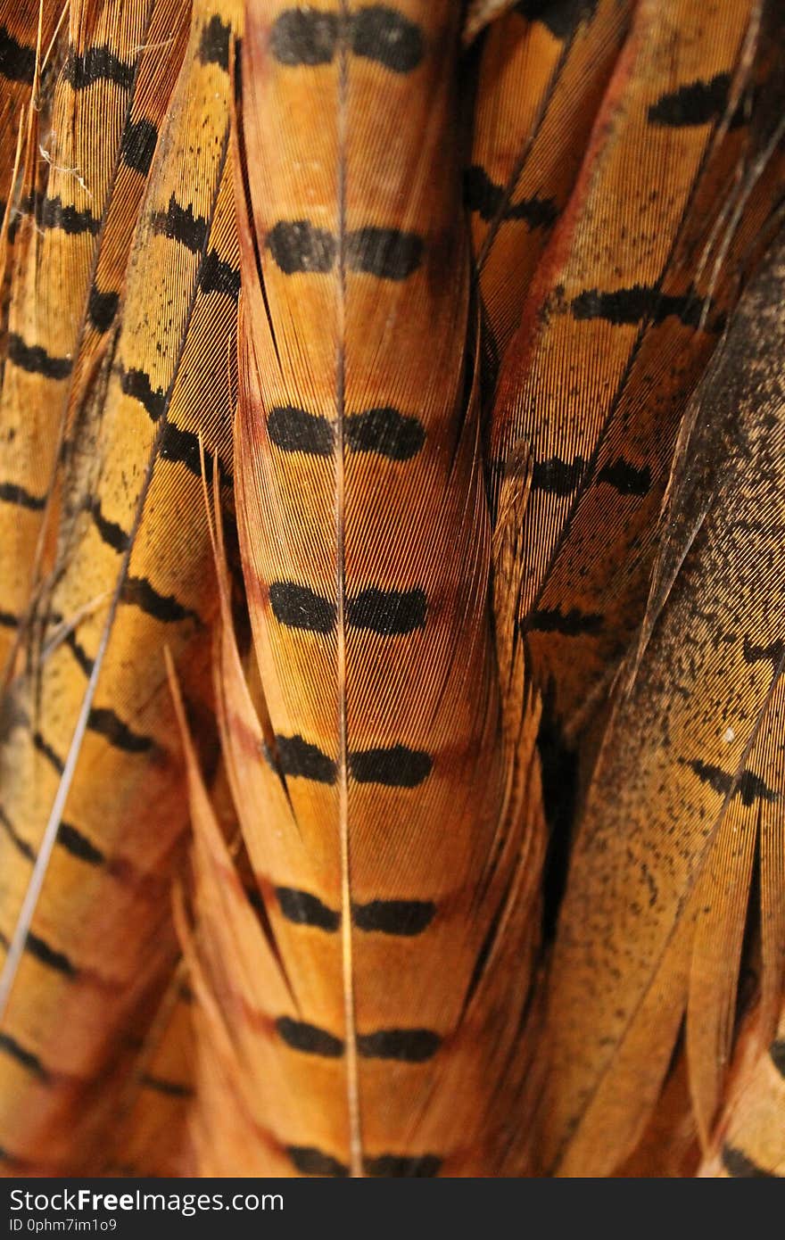 Pheasant feathers background texture. wild bird