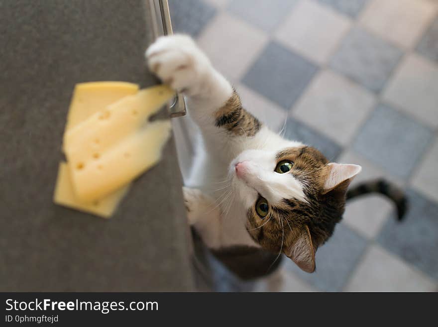 Domestic cat trying to steal slice of cheese. Soft and taloned cat,s paw on a table in  a kitchen. Domestic cat trying to steal slice of cheese. Soft and taloned cat,s paw on a table in  a kitchen.