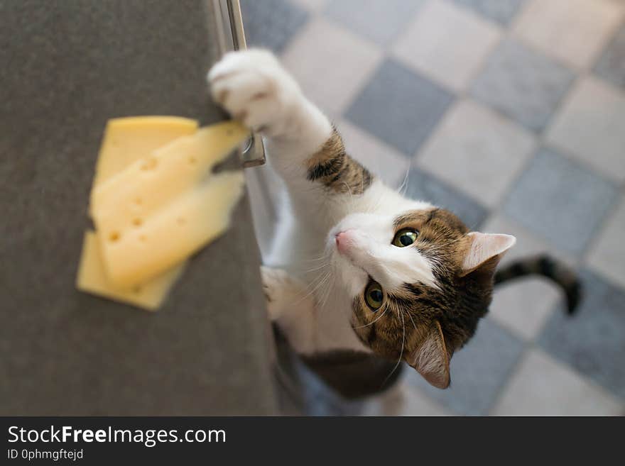 Domestic cat trying to steal slice of cheese from a table.