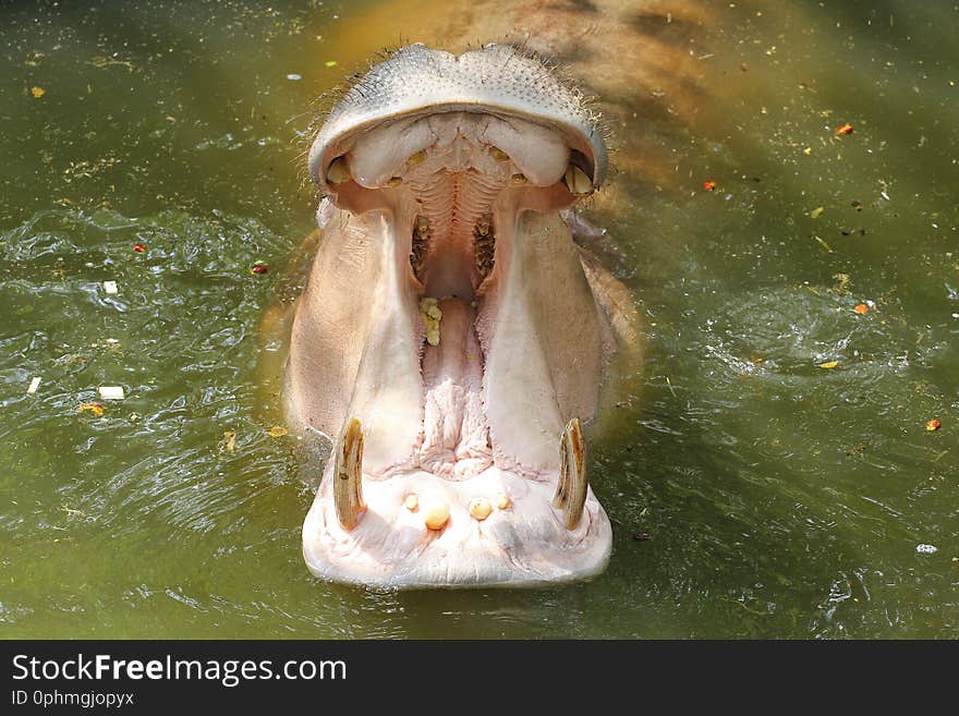 Hippopotamus open mouth in the water