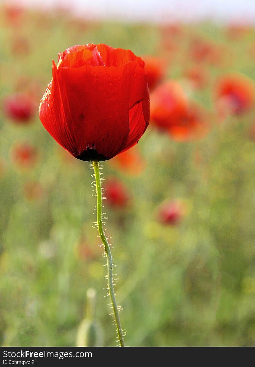 Field with one red poppy flower in summer