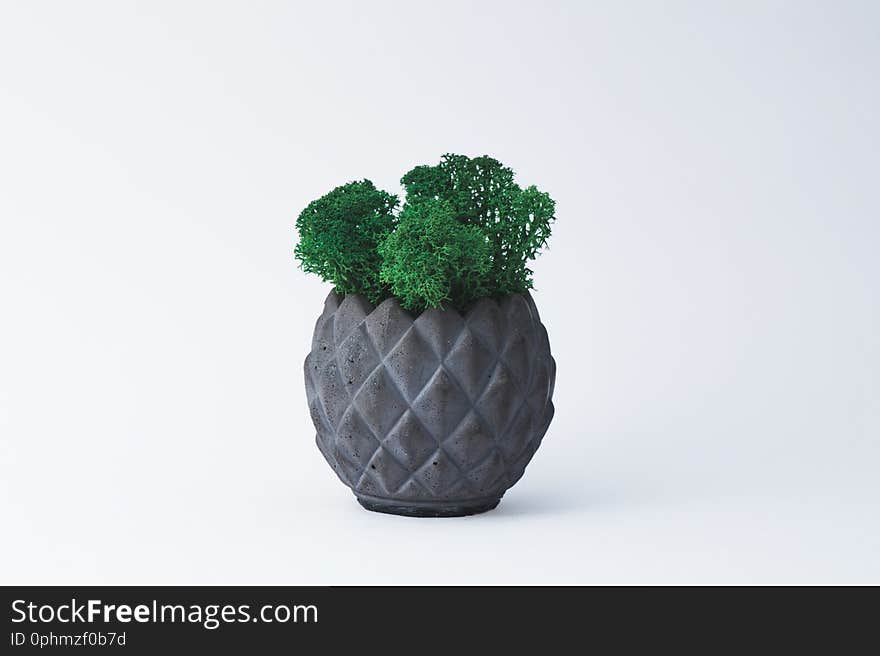 Green moss in a concrete pot on a white background for designers