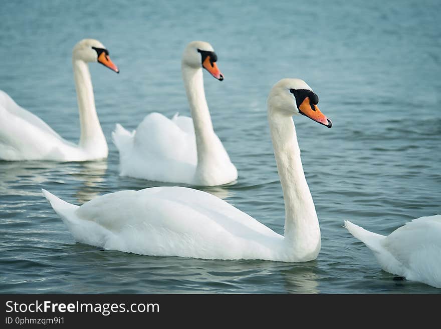 Beautiful white swans on the sea. Wildlife. Selective focus. Beautiful white swans on the sea. Wildlife. Selective focus.